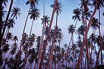 Coconut Forest