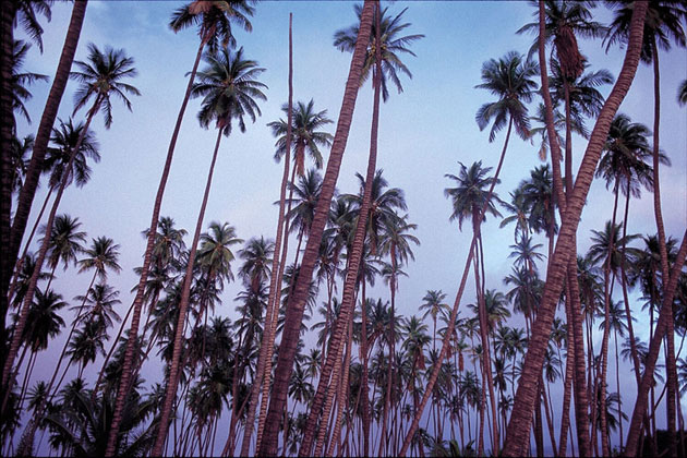 Coconut Forest