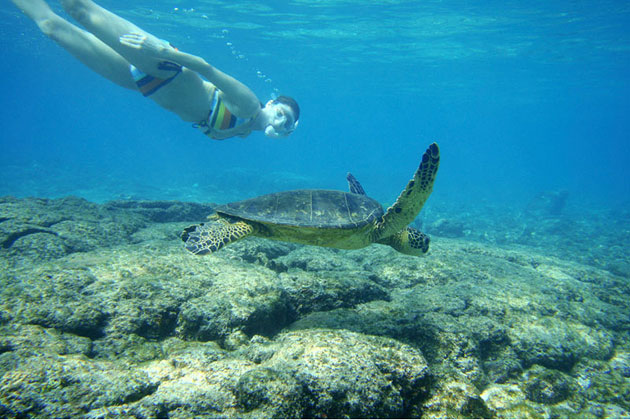 Sea Turtle Snorkeling