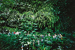Fern Grotto