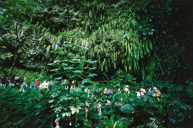 Fern Grotto