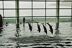 Shedd Aquarium - Chicago