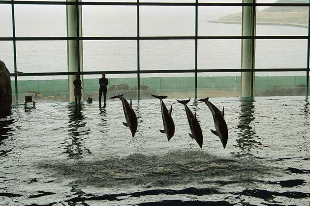 Shedd Aquarium - Chicago