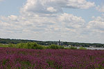 Banks of the Mississippi