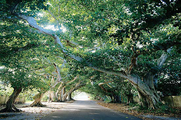 Boca Grande Banyon Street