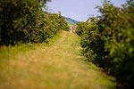 Huber Winery