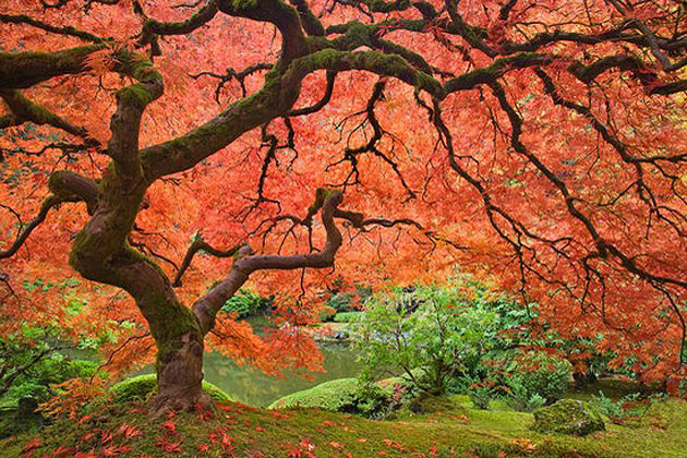 Japanese Maple