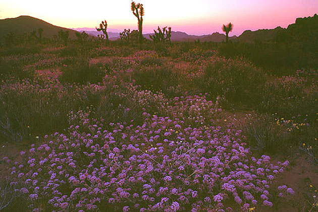 Joshua Tree