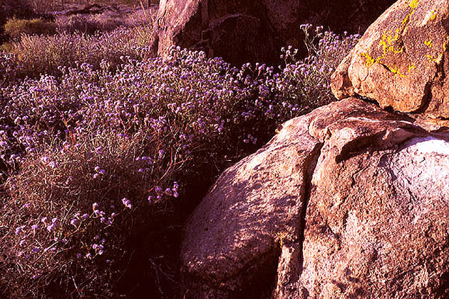 Joshua Tree