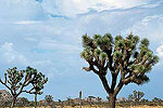 Joshua Trees