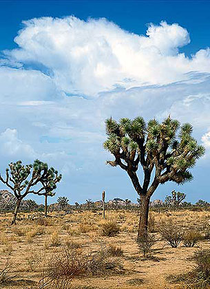 Joshua Trees