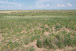 Cimarron National Grassland