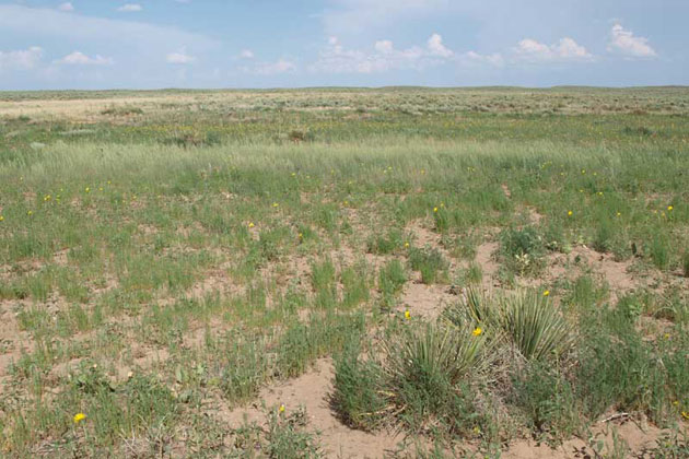 Cimarron National Grassland
