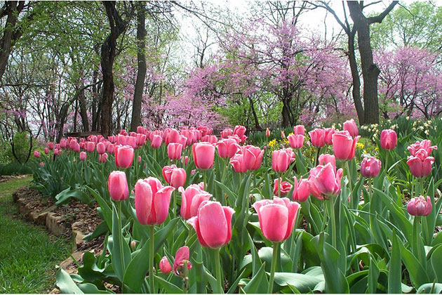 Tulip Gardens