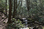 Forest Brook