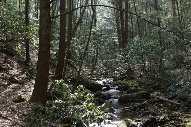 Forest Brook