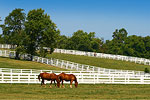 Horse Farm