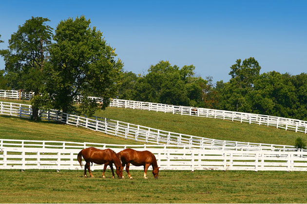 Horse Farm
