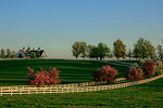 Horse Country