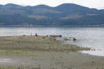 Oyster Fishing