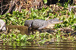 Resident Wildlife