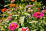 Local Color