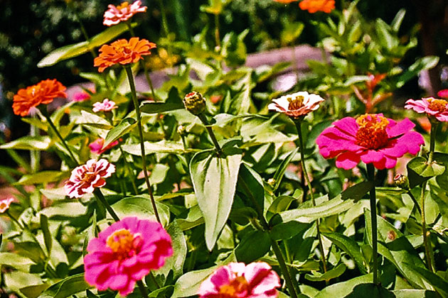 Local Color