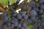 LaVelle Vineyard
