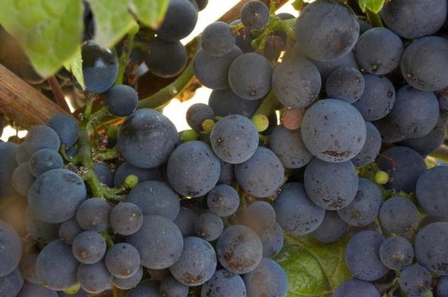 LaVelle Vineyard