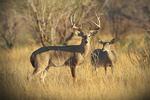 Trophy Bucks