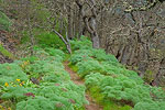 Lomatium