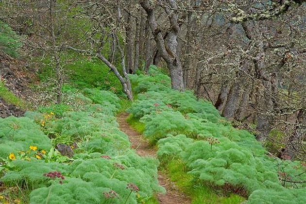 Lomatium