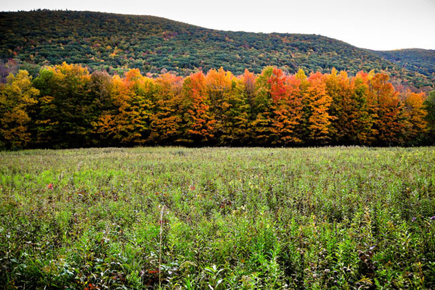 Berkshire Autumn near Egremont