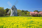 Windmill