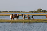 Assateagues Horses