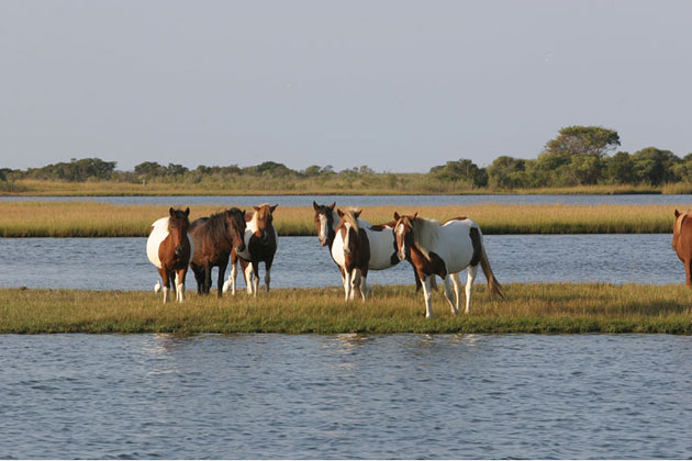 Assateagues Horses