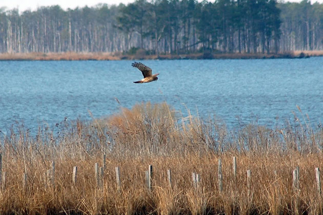 Northern Harrier - Blackwater NWR