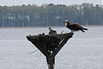 Nesting Ospreys - Blackwater NWR