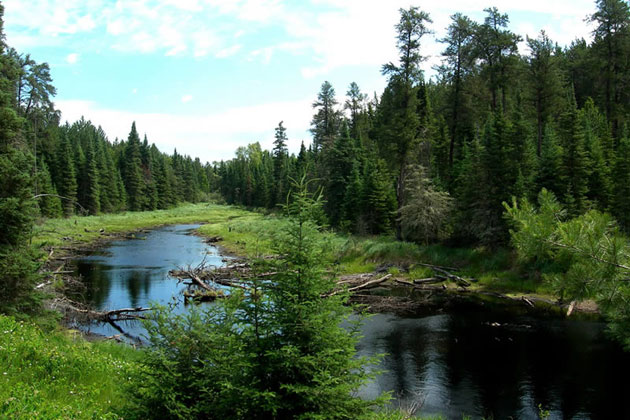 Beaver Pond