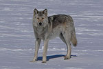Grey Wolf - Voyageurs NP