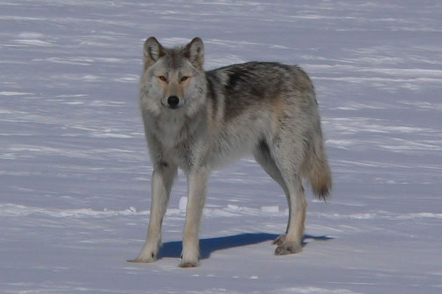 Grey Wolf - Voyageurs NP
