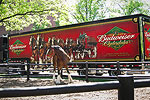 Anheuser-Busch Stables