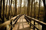 Natchez Trace Pathway