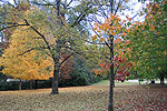 Autumn Trees