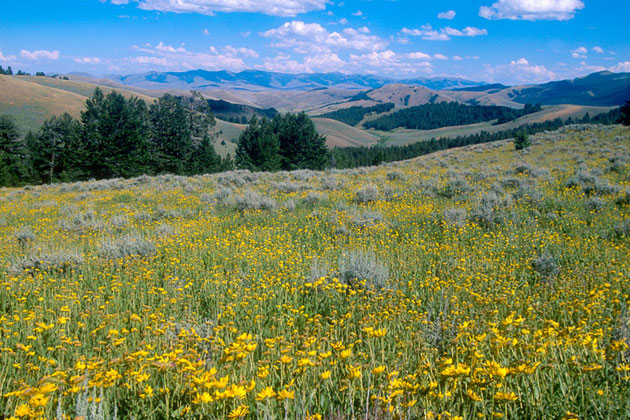 Mountain Meadow