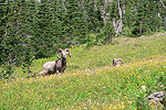 Montana Wildlife