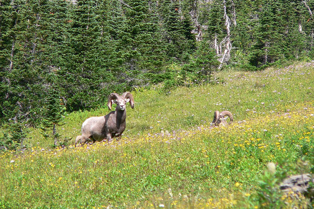 Montana Wildlife