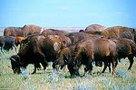 Roaming Free