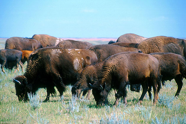 Roaming Free