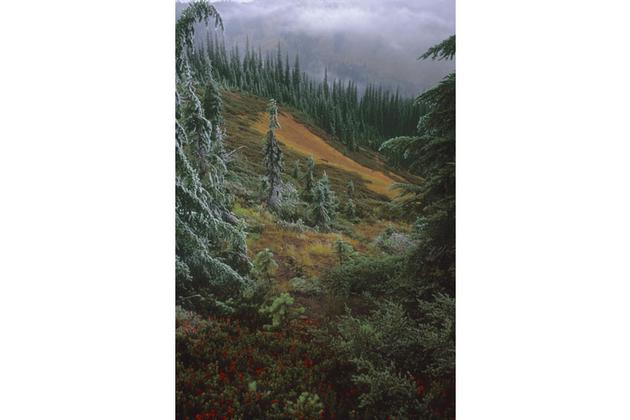 Hillside at Hoodoo Pass on the Idaho-Montana Border